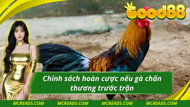 AOG đá gà có chính sách hoàn cược nếu gà chiến bị thương trước thi đấu 