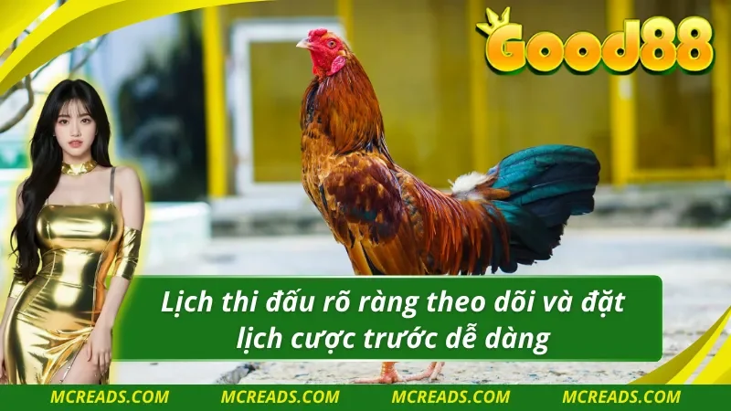 Cược AOG đá gà dề dàng theo dõi và cược thuận tiện 