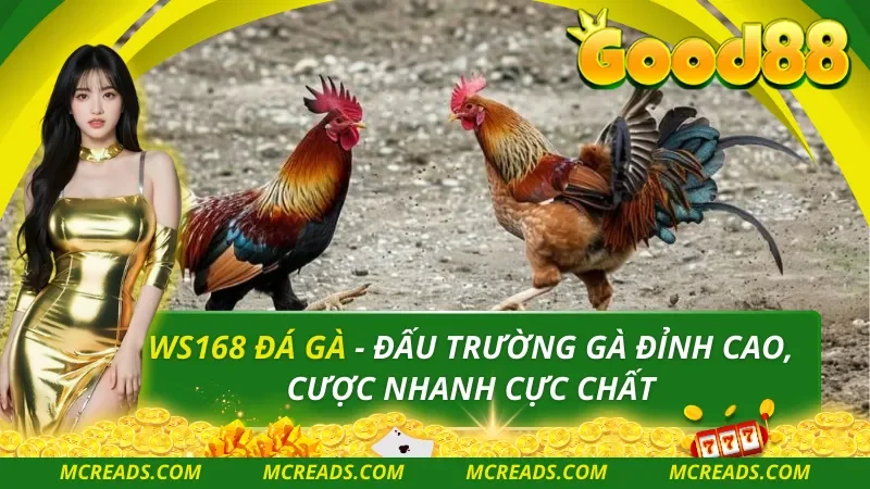 Ws168 đá gà